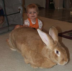 613px-Flemish_giant_with_child