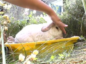 Bunnies June 2003 066