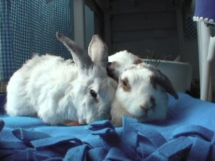 bunnies-november-2003-378