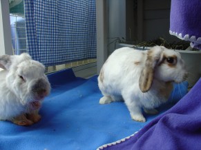 Bunnies November 2003 428