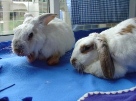 Bunnies November 2003 458