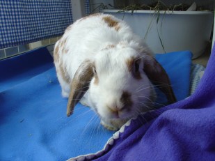 Bunnies November 2003 462