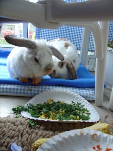 Bunnies November 2003 464