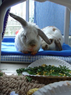 Bunnies November 2003 465