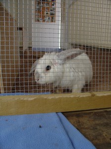 Bunnies October 2003 060