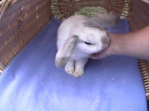 Bunnies September 2003 062