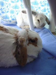Rabbit photos 186