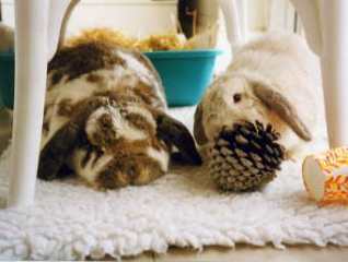 spok-ayosha-on-fleece-rug-with-pine-cone