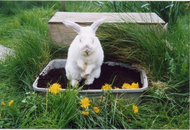 Sweetpea & dandelions