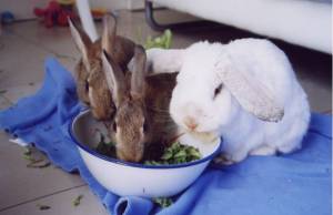 Wild bunnies and Sweetpea