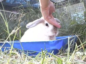 Bunnies June 2003 103