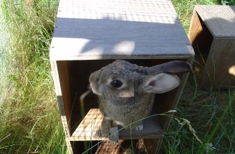Bunny photos 144