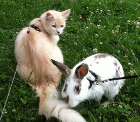 international-rabbit-day-cats-01