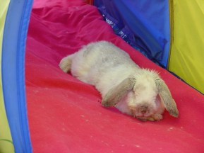 Rabbit photos 163