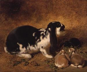 Cottontails