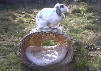 Bunnies November 2003 194