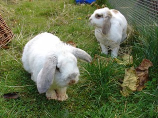 Bunnies November 2003 350