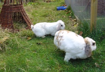 Bunnies November 2003 361