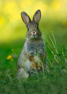 e82cd3243cbb179ea3377cbc0c3e21aa