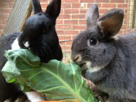 sharing-lunch-tinks-bud