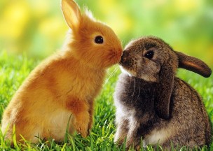 2-rabbs-kiss-not-BH