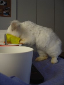 Bunnies October 2003 047