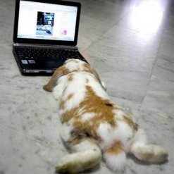 bunny-computer-2_400x400
