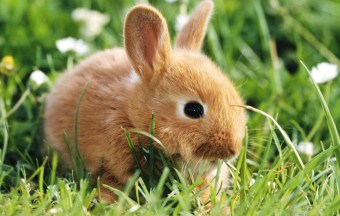 cute-brown-bunny-1