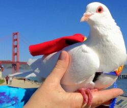 dfa0f1f620c98bbf0d999d9cad8ca011