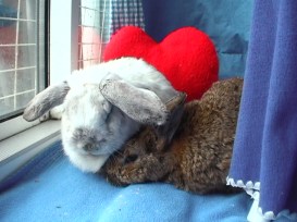 Peanut &amp; Sweetpea now 075