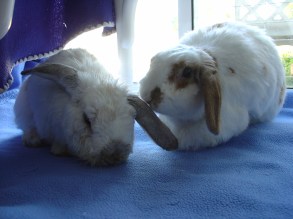 rabbit-photos-083