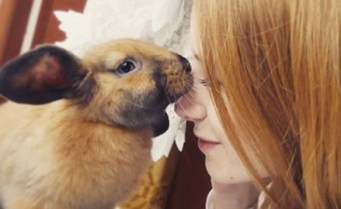 rabbit-safe-airlines