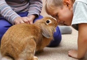 rabbit_digging_in_carpet.jpg