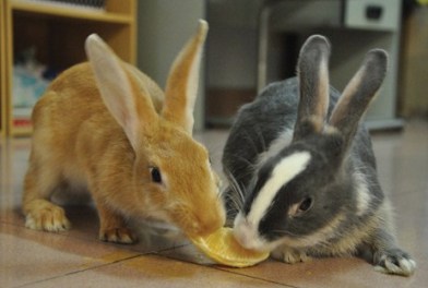 rabbits eating orange