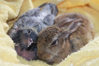 14231379_1198538886833459_7394260904118500709_o