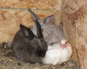 40ff311a_53414_bunnies_and_birds_1