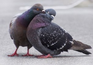 756-Pigeonlove