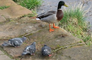 drake and pigeons