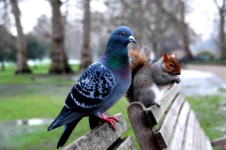 pigeon___squirrel_by_dzhiidzhiks