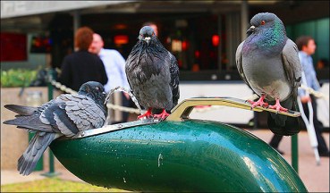 pigeon_trio