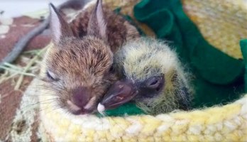 rabbit-pigeon-snuggling-together-2