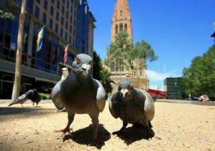 svPIGEONS_wideweb__470x331,0.jpg