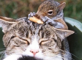 1.-A-cat-and-a-squirrel