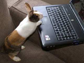 bunny-computer