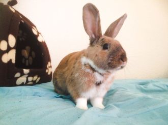 beautiful-male-rabbit-for-stud-55c8ddbb0d2f6