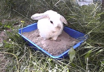 Bunnies July 2003 080