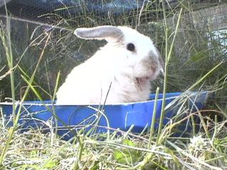 Bunnies June 2003 100