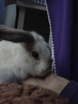 Bunnies November 2003 065