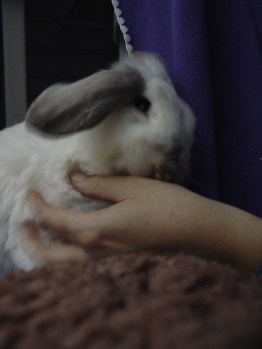 Bunnies November 2003 088