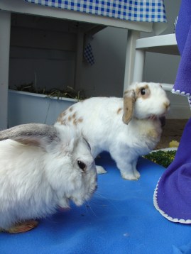 Bunnies November 2003 422